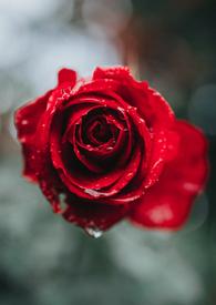 浪漫玫瑰园游戏