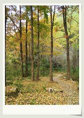 菩提花开歌曲演唱视频